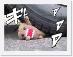 142 * 512 x 384 * (56KB)